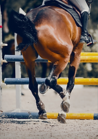 un cheval de CSO