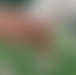 Moka : comprendre un cheval et ses problématiques