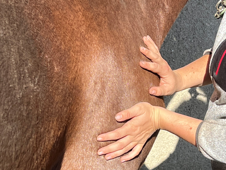 Les signes que votre cheval a besoin d’un massage : repérer les alertes et agir pour son bien-être