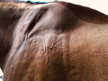 Les Pathologies Musculaires Courantes Chez les Chevaux et Leur Prise en Charge