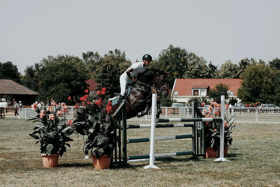 Le bien-être et l'accompagnement du cheval de sport