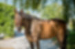cheval dressage .jpg