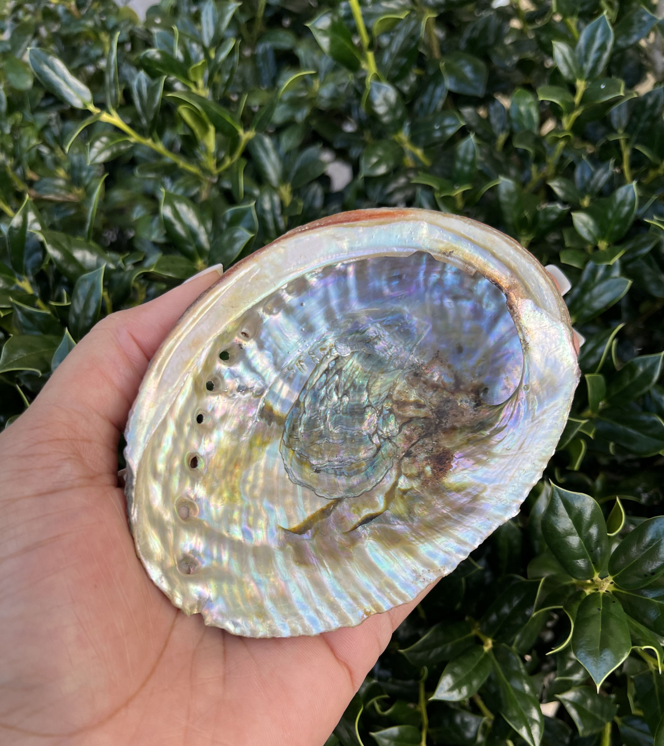 Abalone Shell (5-6inches)