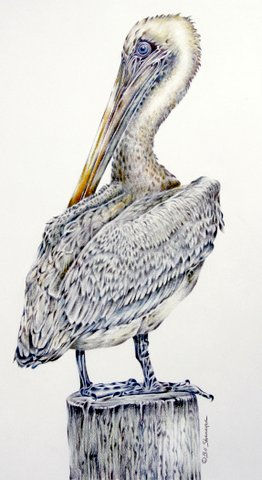 Brown Pelican on Piling