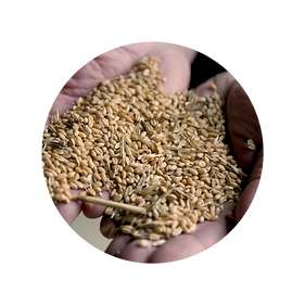 WHEAT2.png