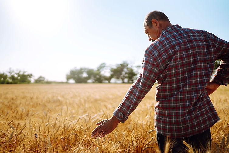 farmer-in-a-wheat-field-harvesting-organic-farmi-2023-11-27-05-17-43-utc.jpg
