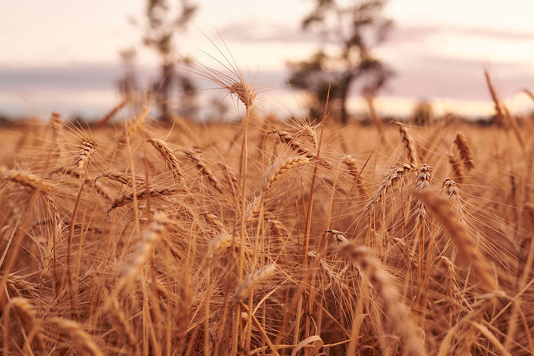 YOUNG-NSW-WHEAT_20231201_DSC_9882.jpg