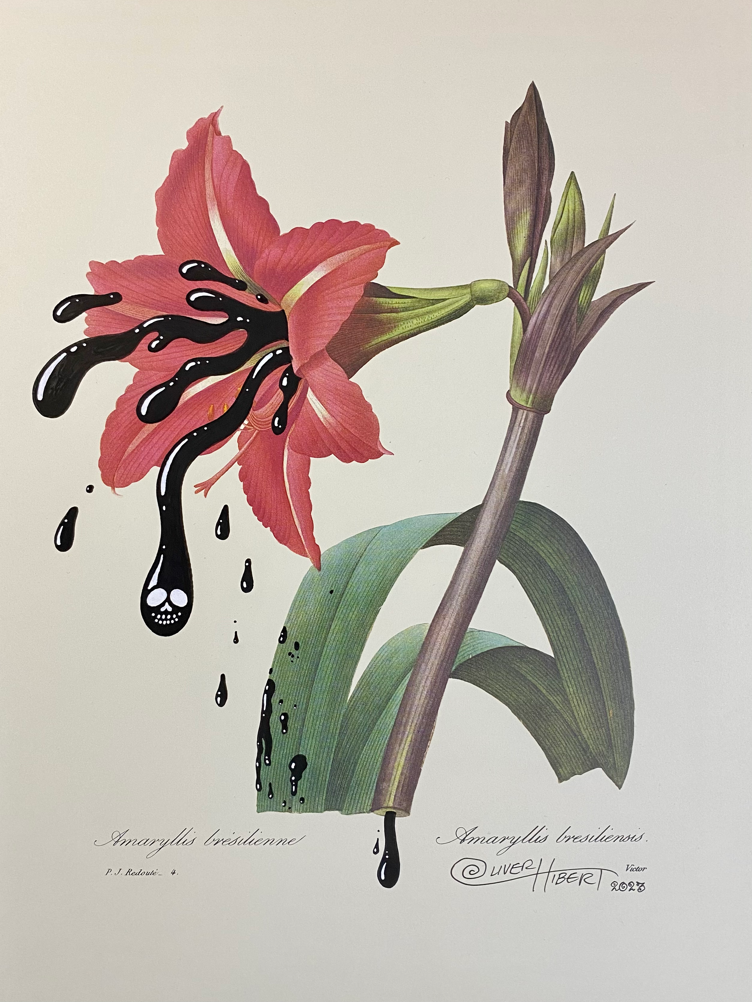 AMARYLLIS BRESILIENNE