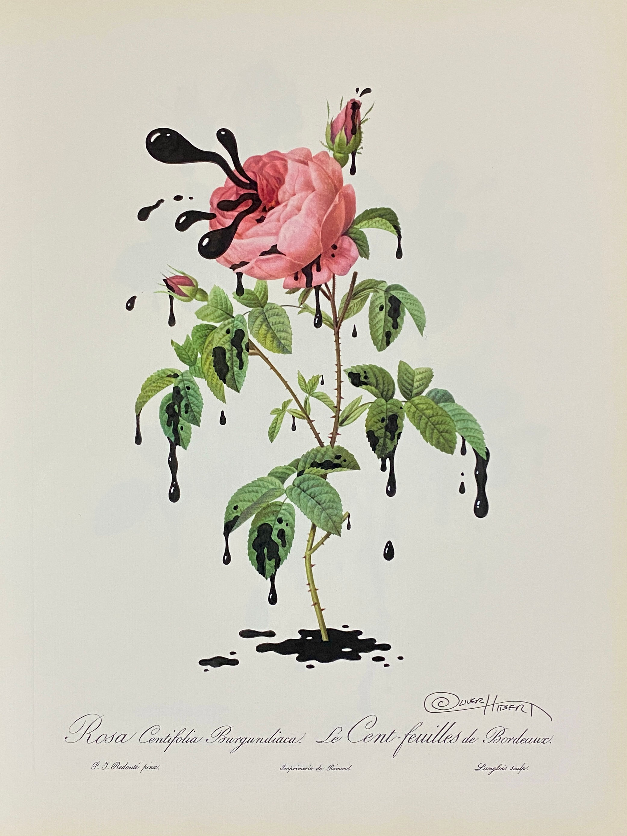 CENTIFOLIA BURGUNDIACA 