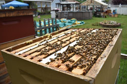 Uncapping the Hives