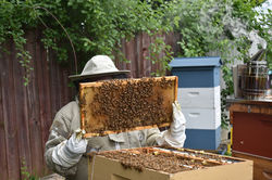 Routine Queen Inspection