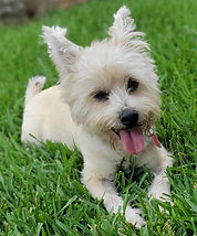 Archie Cale_edited.jpg