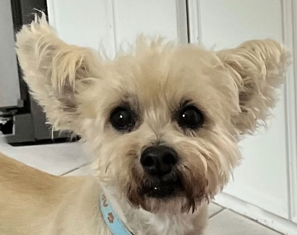 Archie Cale