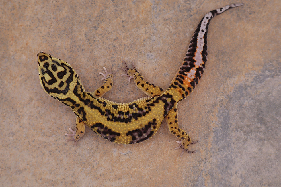 Thumbnail: 25-53 - Bold Tangerine (HM x Firebold) - Male