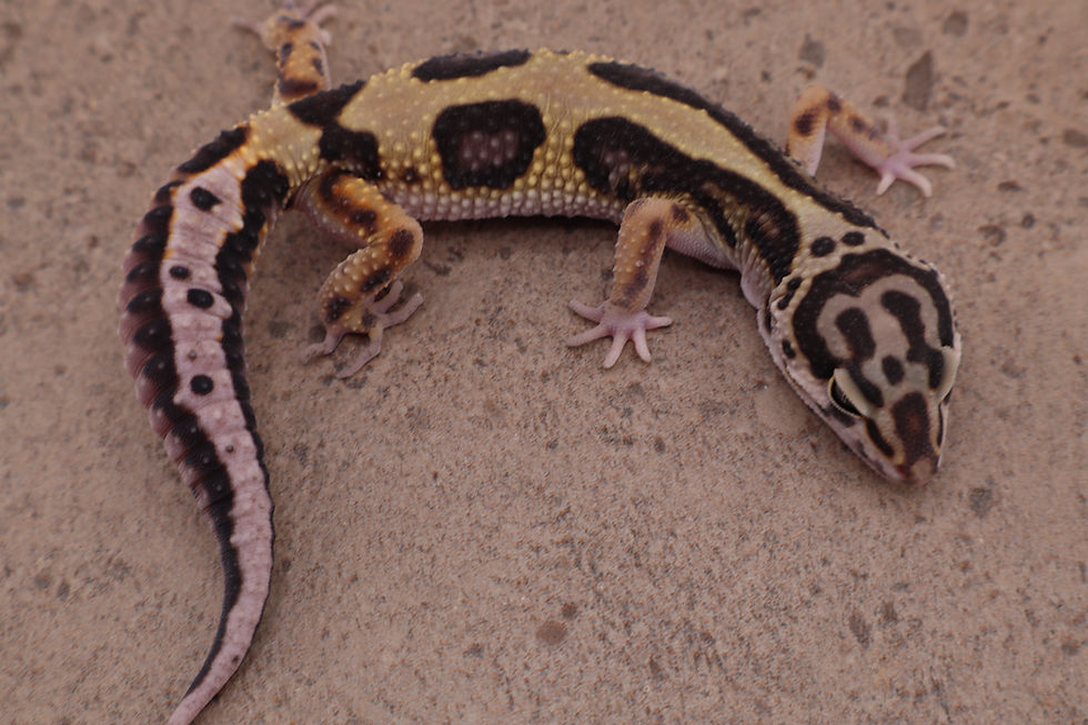 Thumbnail: 25-149 - Bold het tremper - Male 