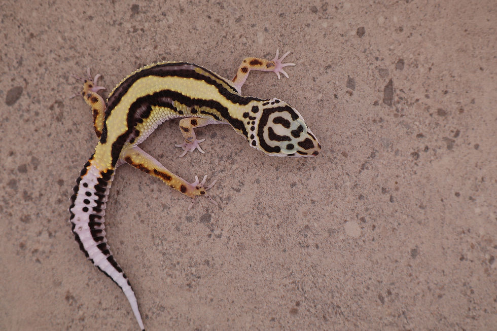 Thumbnail: 25-159 - Bold stripe het Tremper - Male