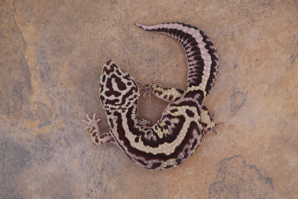 Thumbnail: Bold Stripe (EB x Desert bold) -Female 