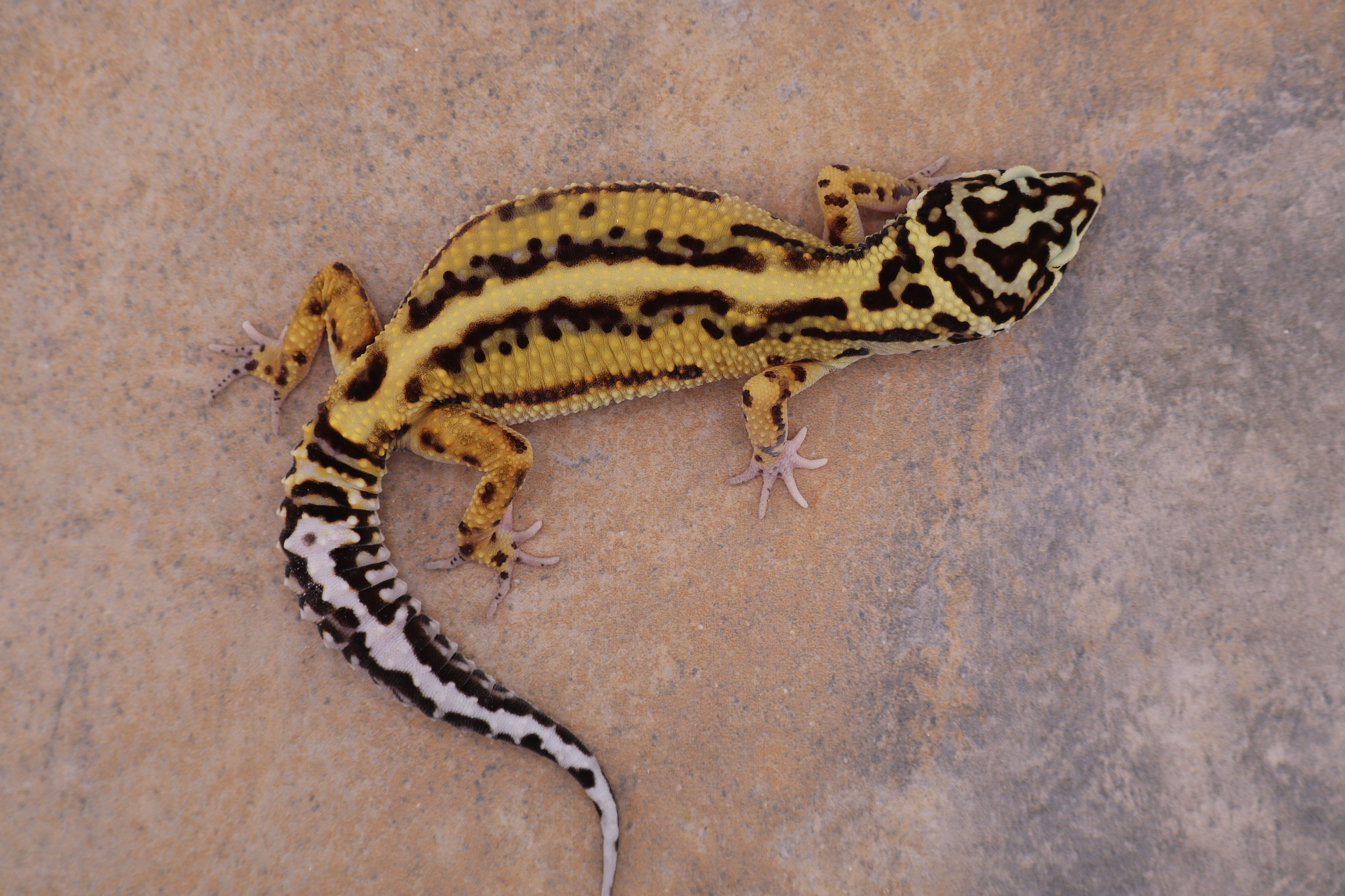 25-111- Bold ( Extreme bold x Halloween mask) - Female