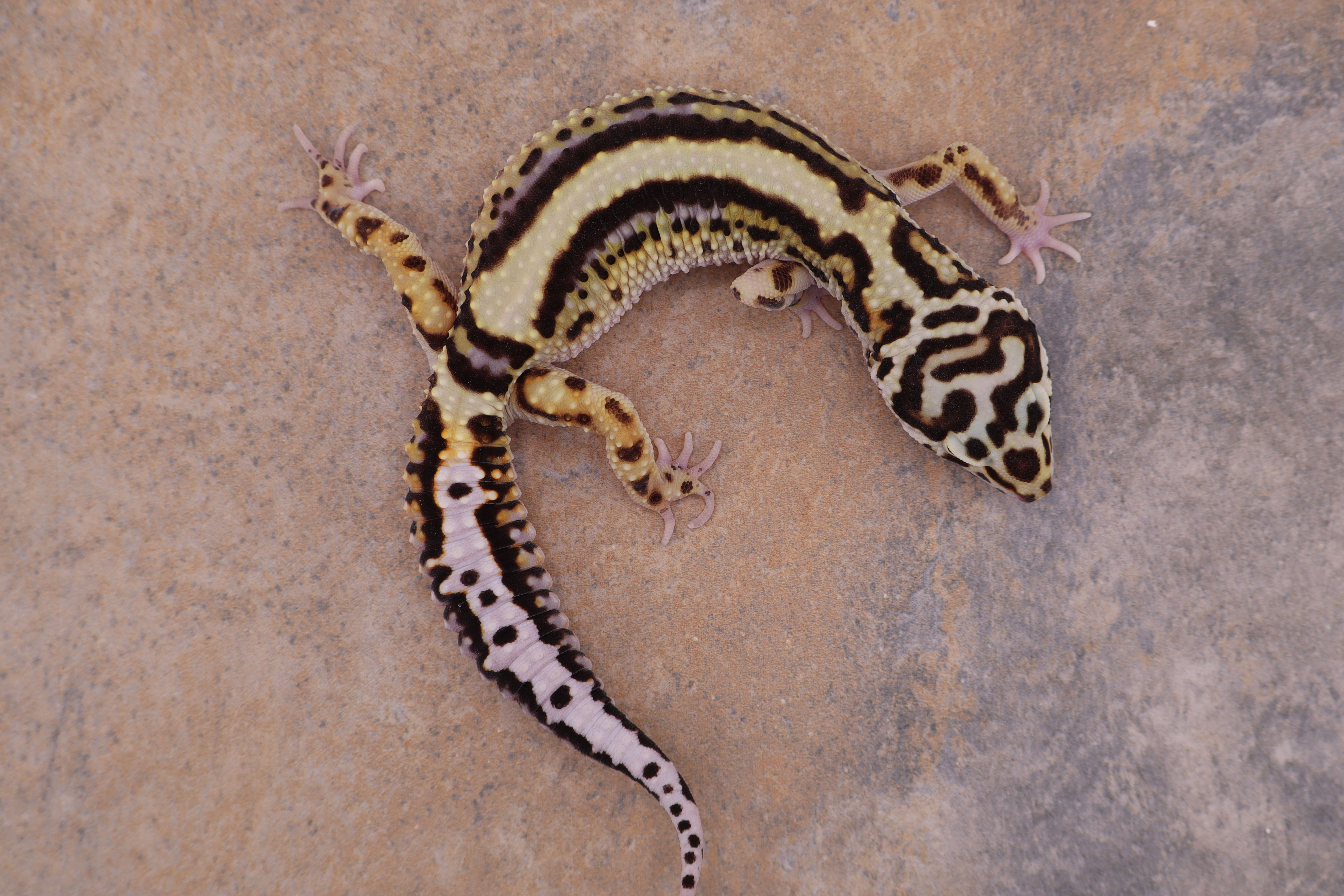 25-95 - Bold stripe het Tremper - Male
