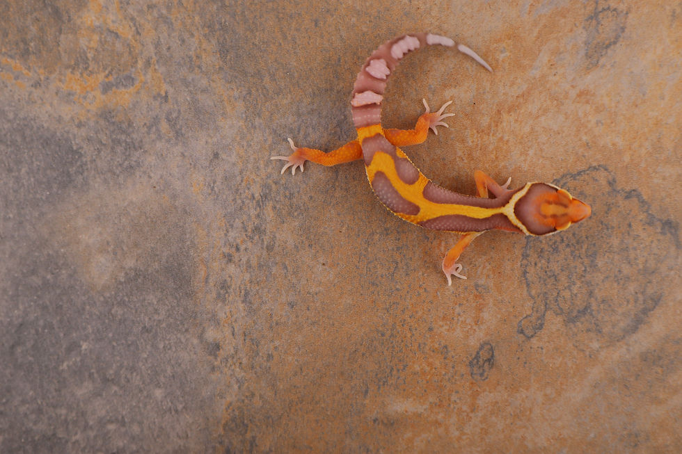 Thumbnail: 26-67 - Bold Tangerine bell -Male 