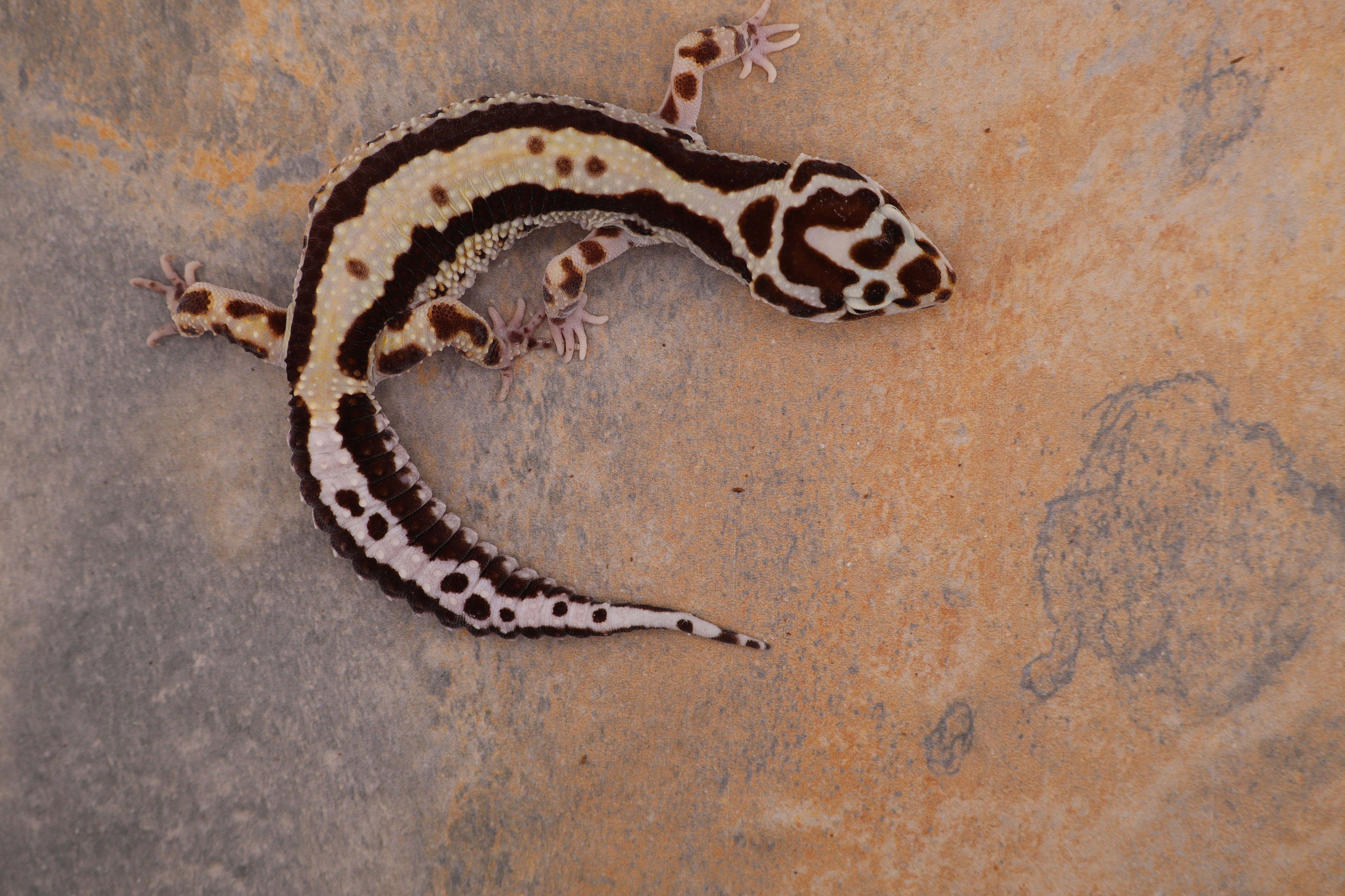 Bandit - Female 