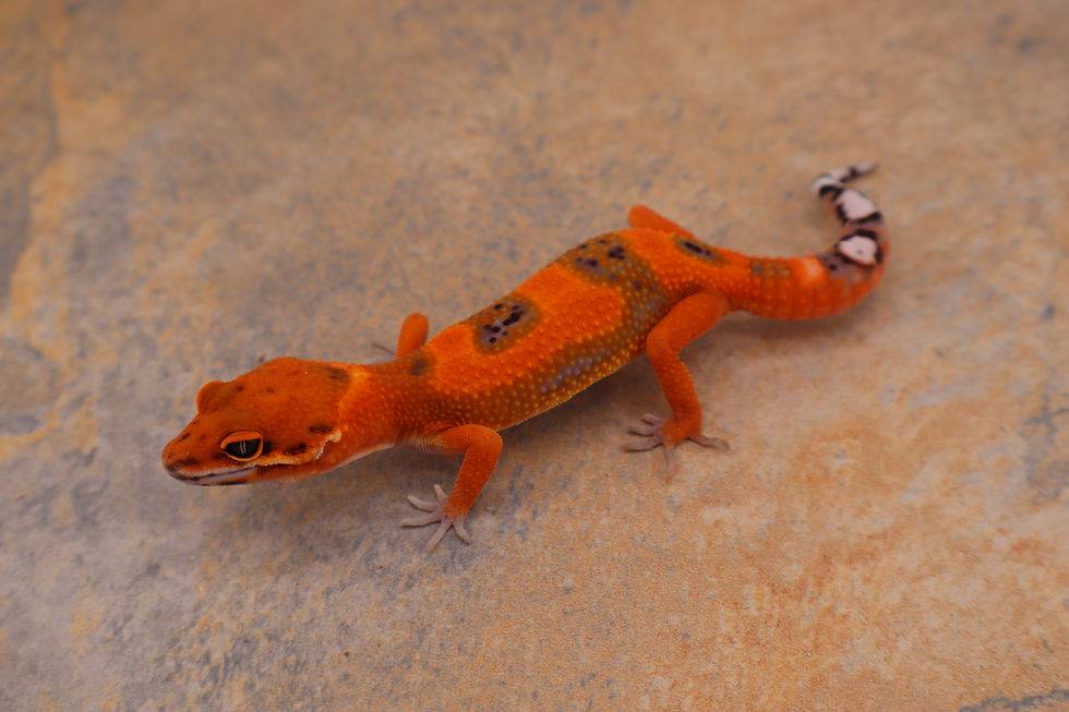 Thumbnail: 26-1 - Mandarin Tangerine - Female