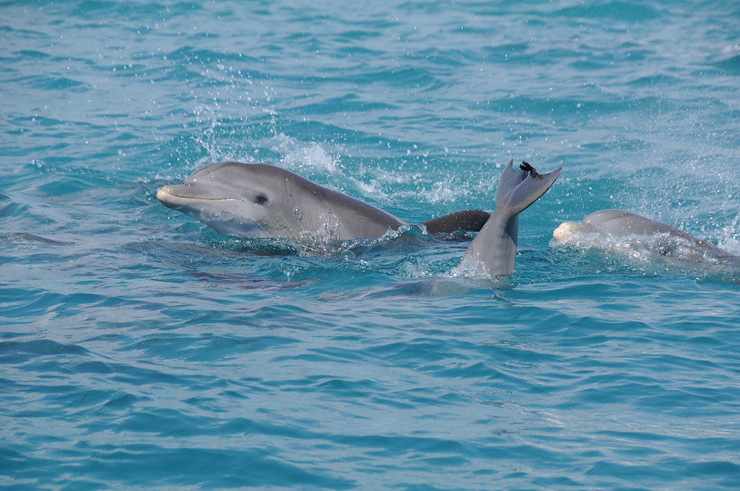 dolphin tours near me dolphin tours near me
