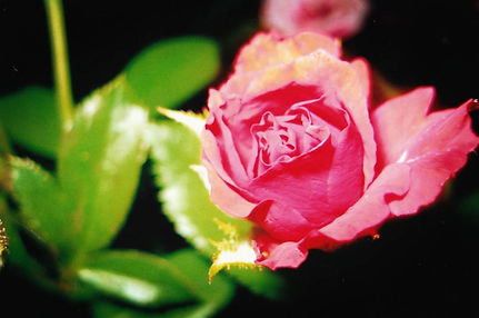 My first close up picture