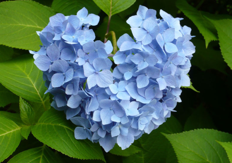 Hydrangeamacrophylla.jpeg