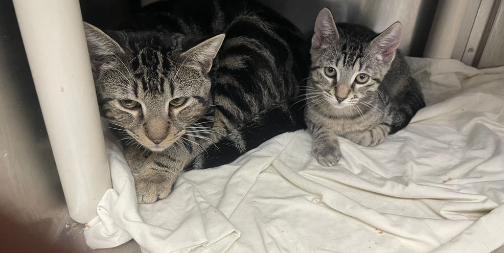 Chester & Neo