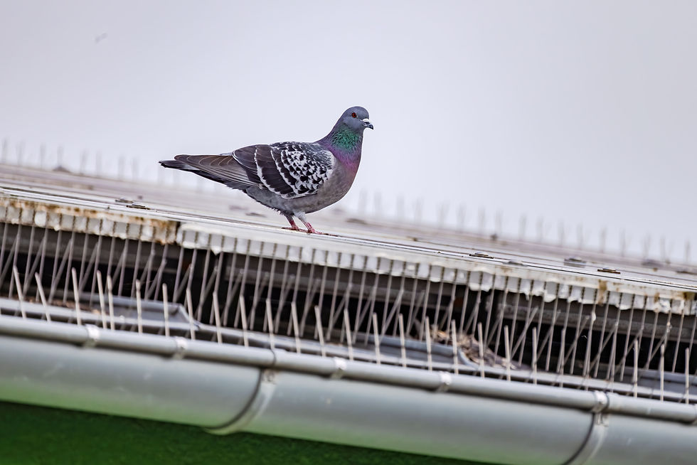pigeon sur un toit avec pic anti-pigeon