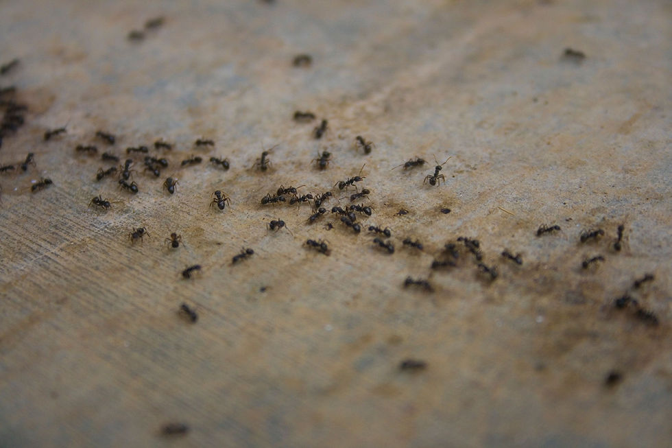 rassemblements de fourmis