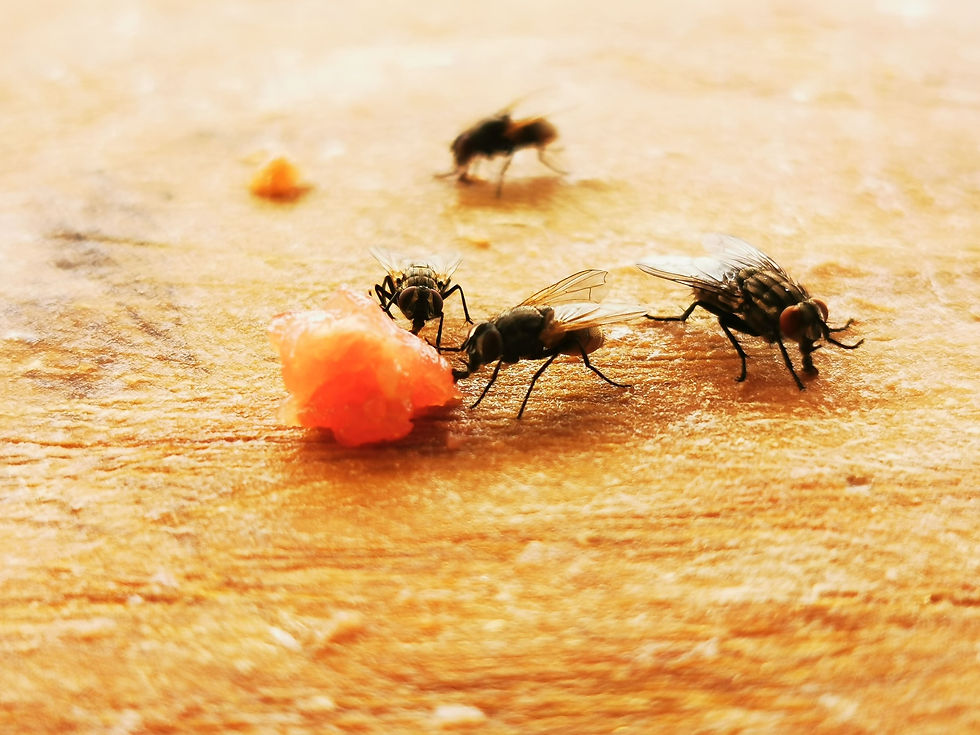 nombre de mouches sur une table mangeant un reste de nouriture