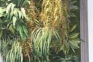 mur vegetal du cabinet dentaire diddeleng
