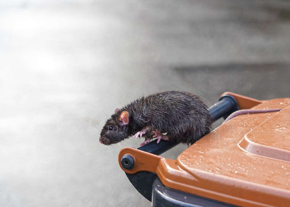 rat mouillé sur le bord d'une poubelle