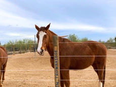 Rec-Com Outdoors Announces Integration of Ag-Liner and Finish-Line Fencing