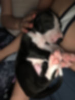 MONTI Formerly know as Rezkin