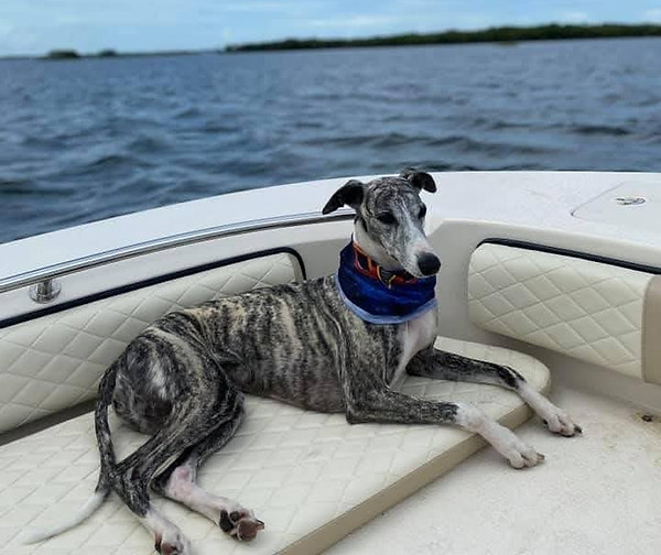 Wise Heart Whippets Ocala Florida