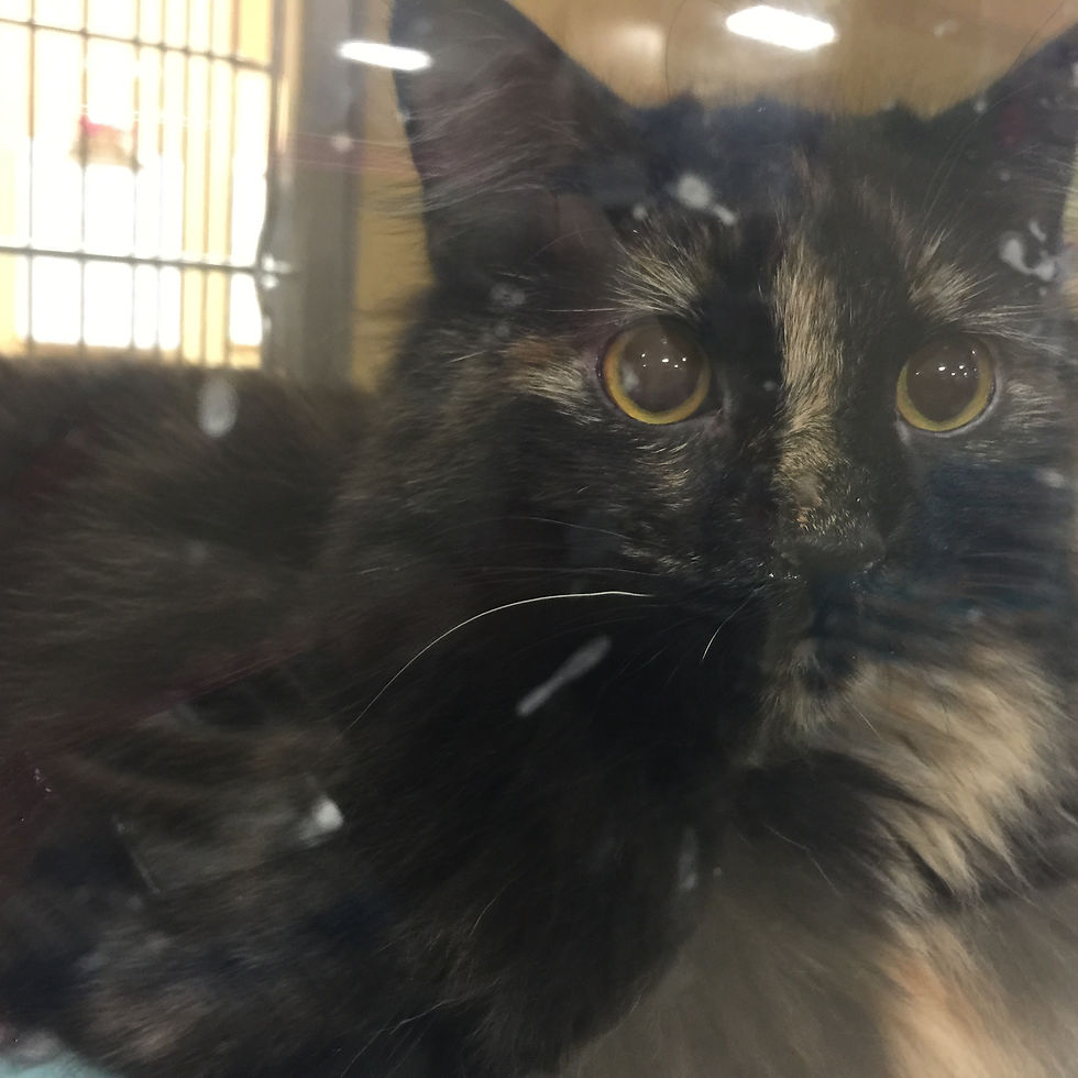 Tasha in the cage at Petsmart