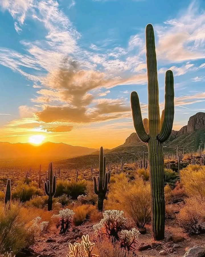 Wide desert landscape at golden sunset with multiple saguaros silhouetted against the sky