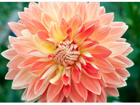 Dahlias: A Beautiful Reminder That Kindness Can Bloom Forever