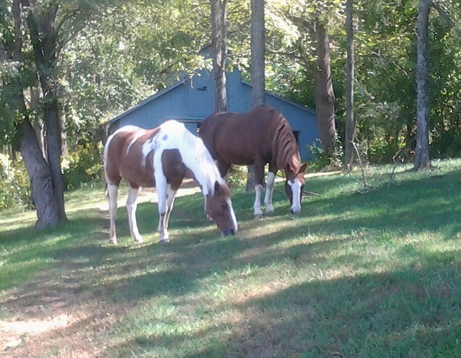 Paint horses grazing in a grassy pasture surrounded by trees showing classic Tobiano coat patterns