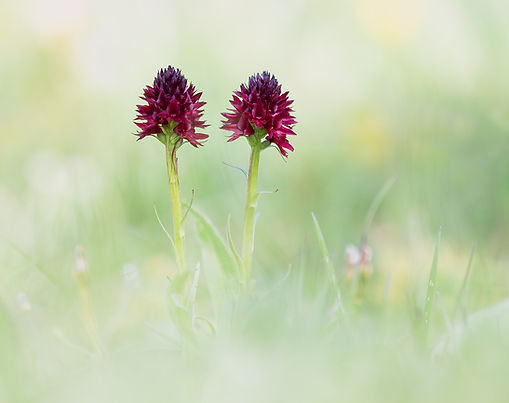 SPIRITUELLE BEGLEITUNG