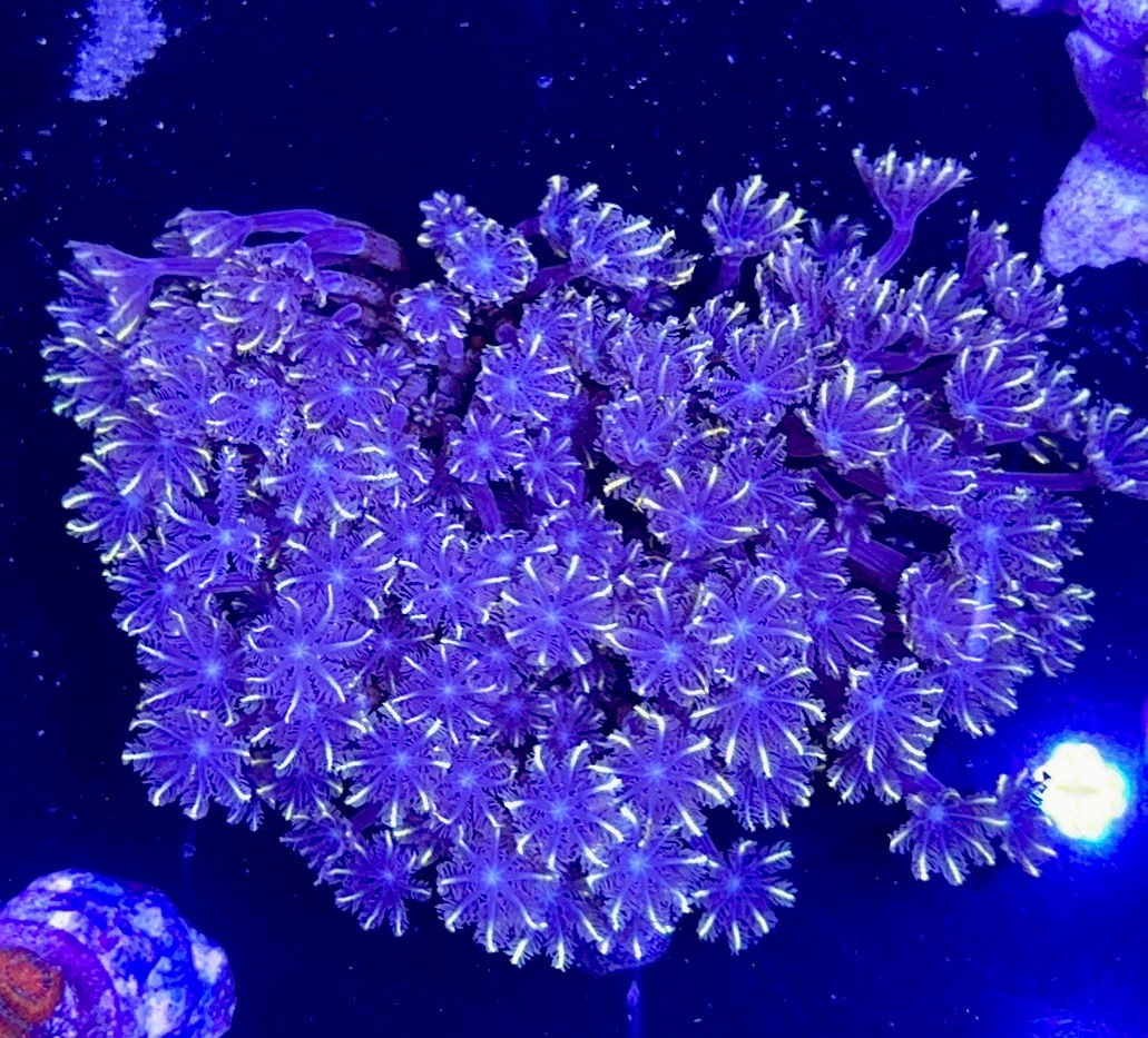 Firework Clove Polyp Colony 
