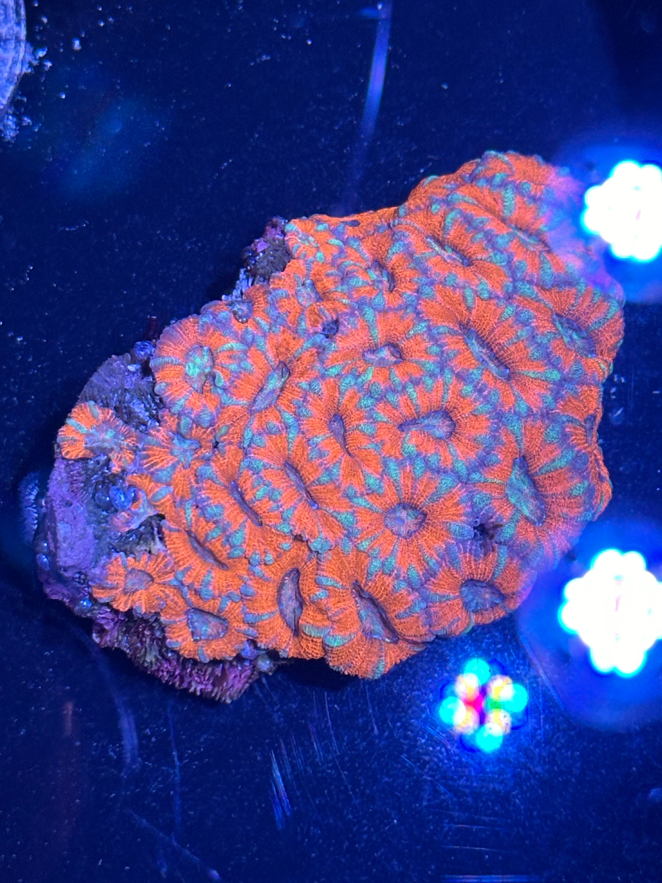 Candy Cane Acan Colony 