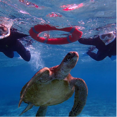 宮古島でシュノーケリングツアー｜ウミガメ探索・貸し切りも可能な「Pole Polemarine385」｜シュノーケル写真