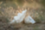 BRF-web-DSC07202.jpg