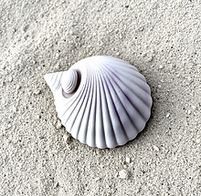 a grey and purple toned shell in the san