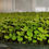 Miniatura: Microgerminado Arugula