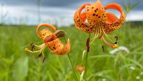 Michigan Lilies